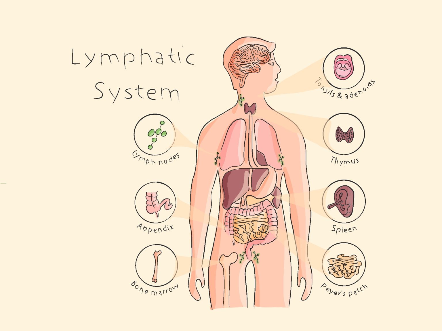 All You Need To Know About Your Lymphatic System Adeva SPA